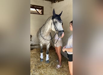 Lipizzaner, Stallion, 7 years, 16 hh, Gray