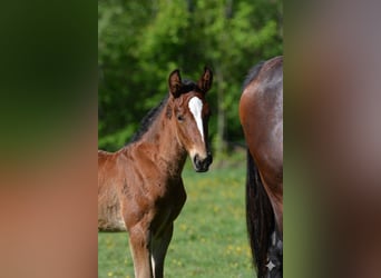 Lipizzaner, Stallion, Foal (04/2026), 15.2 hh, Brown