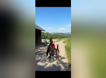 Lipizzaner, Stallion, Foal (04/2026), 15.2 hh, Brown