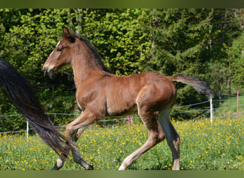Lipizzaner, Stallion, Foal (04/2026), 15.2 hh, Brown