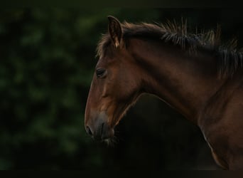 Lipizzaner, Stallion, Foal (04/2026), 15.2 hh, Brown