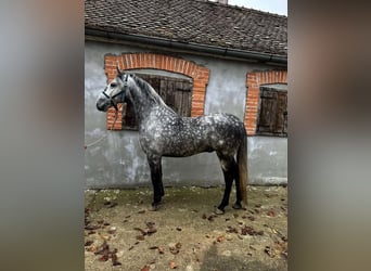 Lipizzaner, Stallion, 6 years, 15,1 hh, Grey-Dapple