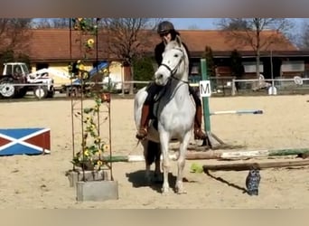 Lipizzaner Blandning, Sto, 14 år, 155 cm, Grå