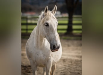 Lipizzaner, Sto, 14 år, Grå
