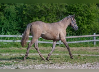 Lipizzaner, Sto, 1 år, Grå-mörk-brun