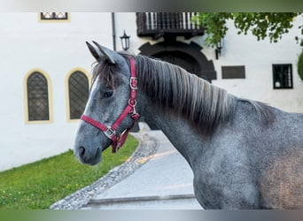 Lipizzaner, Sto, 2 år, 162 cm, Grå