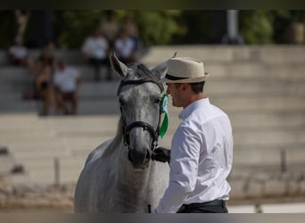 Lipizzaner, Sto, 4 år, 155 cm, Vit