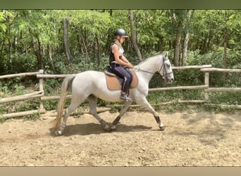Lipizzaner, Sto, 5 år, 155 cm, Grå