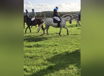 Lipizzaner, Stute, 10 Jahre, 148 cm, White