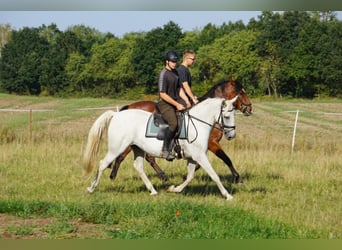Lipizzaner, Stute, 10 Jahre, 156 cm, Schimmel
