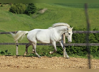 Lipizzaner, Stute, 11 Jahre, 152 cm, Schimmel