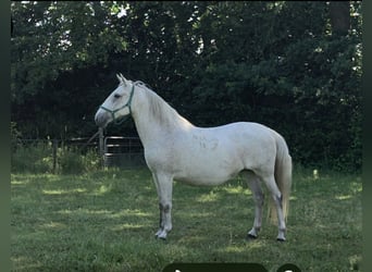 Lipizzaner, Stute, 11 Jahre, 156 cm, Fliegenschimmel