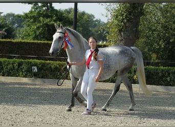 Lipizzaner, Stute, 11 Jahre, 156 cm, Fliegenschimmel