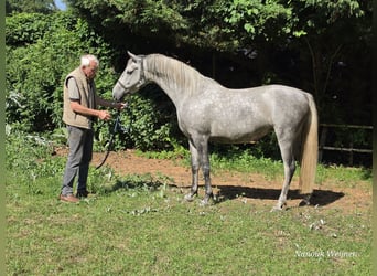 Lipizzaner, Stute, 11 Jahre, 156 cm, Fliegenschimmel