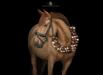 Lipizzaner Mix, Stute, 12 Jahre, 155 cm, Fuchs