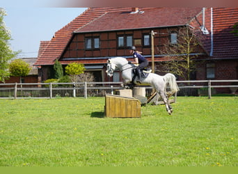 Lipizzaner, Stute, 13 Jahre, 155 cm, Fliegenschimmel
