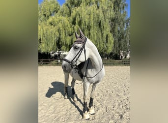 Lipizzaner, Stute, 13 Jahre, 165 cm