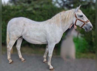 Lipizzaner, Stute, 14 Jahre, 150 cm, Schimmel