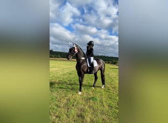 Lipizzaner, Stute, 14 Jahre, 165 cm, Dunkelbrauner