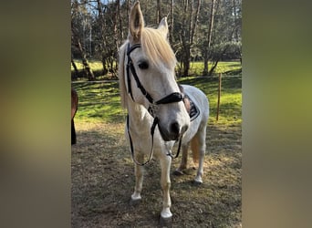 Lipizzaner, Stute, 15 Jahre, 155 cm, Schimmel