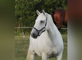 Lipizzaner, Stute, 15 Jahre, 160 cm, Schimmel