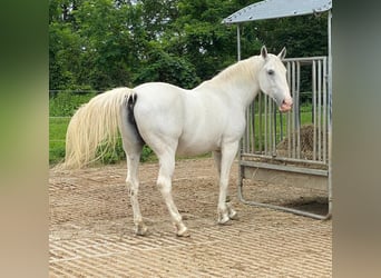 Lipizzaner, Stute, 18 Jahre, 152 cm, Schimmel