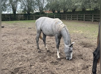 Lipizzaner, Stute, 1 Jahr, 130 cm, Schimmel