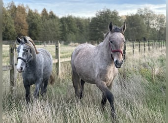 Lipizzaner, Stute, 1 Jahr, 130 cm, Schimmel