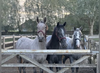 Lipizzaner, Stute, 1 Jahr, 135 cm, Schimmel