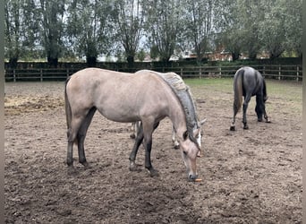 Lipizzaner, Stute, 1 Jahr, 135 cm, Schimmel