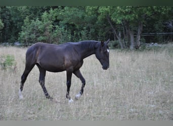 Lipizzaner, Stute, 1 Jahr, 155 cm, Dunkelbrauner