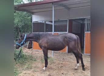 Lipizzaner, Stute, 1 Jahr, 155 cm, Dunkelbrauner