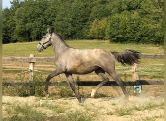Lipizzaner, Stute, 1 Jahr, 160 cm, Schimmel