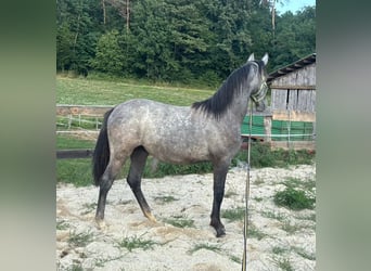 Lipizzaner, Stute, 1 Jahr, 160 cm, Schimmel