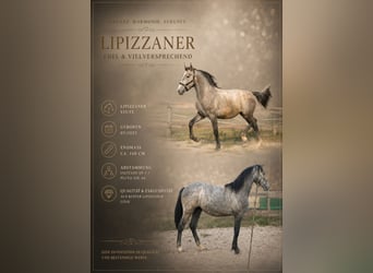 Lipizzaner, Stute, 1 Jahr, 160 cm, Schimmel
