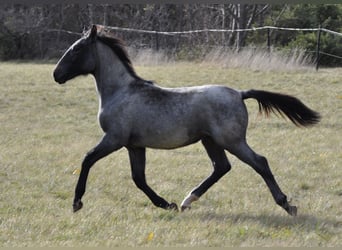 Lipizzaner, Stute, 1 Jahr, Schimmel