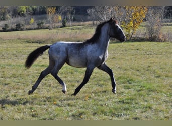 Lipizzaner, Stute, 1 Jahr, Schimmel