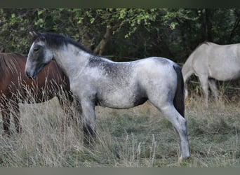 Lipizzaner, Stute, 1 Jahr, Schimmel