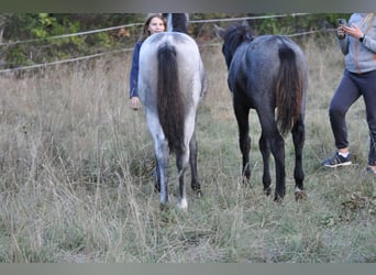 Lipizzaner, Stute, 1 Jahr, Schimmel