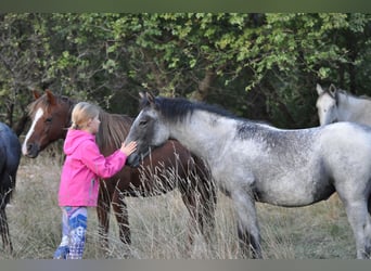 Lipizzaner, Stute, 1 Jahr, Schimmel