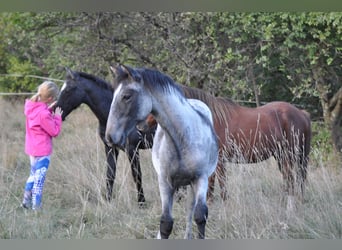 Lipizzaner, Stute, 1 Jahr, Schimmel