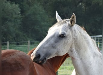 Lipizzaner, Stute, 21 Jahre, 156 cm, Schimmel