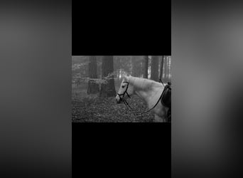 Lipizzaner Mix, Stute, 24 Jahre, 149 cm, Schimmel