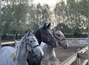 Lipizzaner, Stute, 2 Jahre, 130 cm, Schimmel