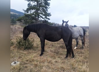 Lipizzaner, Stute, 2 Jahre, 149 cm, Dunkelbrauner