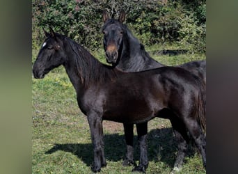 Lipizzaner, Stute, 2 Jahre, 151 cm, Dunkelbrauner