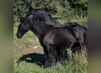 Lipizzaner, Stute, 2 Jahre, 151 cm, Dunkelbrauner