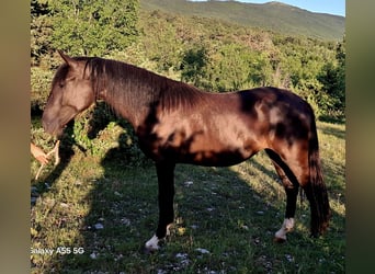 Lipizzaner, Stute, 2 Jahre, 151 cm, Dunkelbrauner