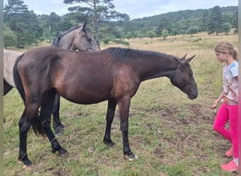 Lipizzaner, Stute, 2 Jahre, 153 cm, Brauner