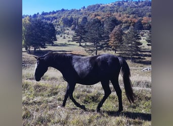 Lipizzaner, Stute, 2 Jahre, 153 cm, Brauner
